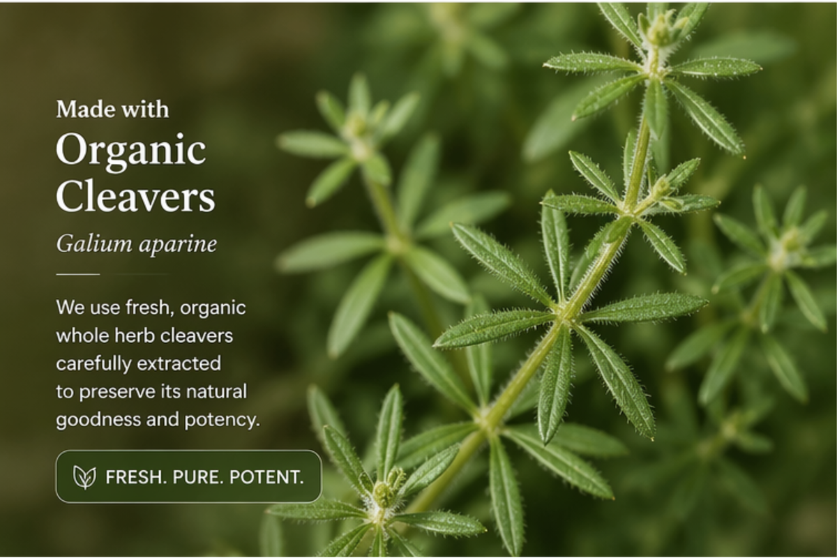 Lymphatic Reset Cleavers Tincture